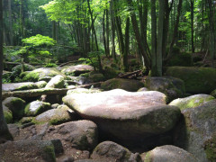 wandern bayrischer wald goldbachtal.jpg